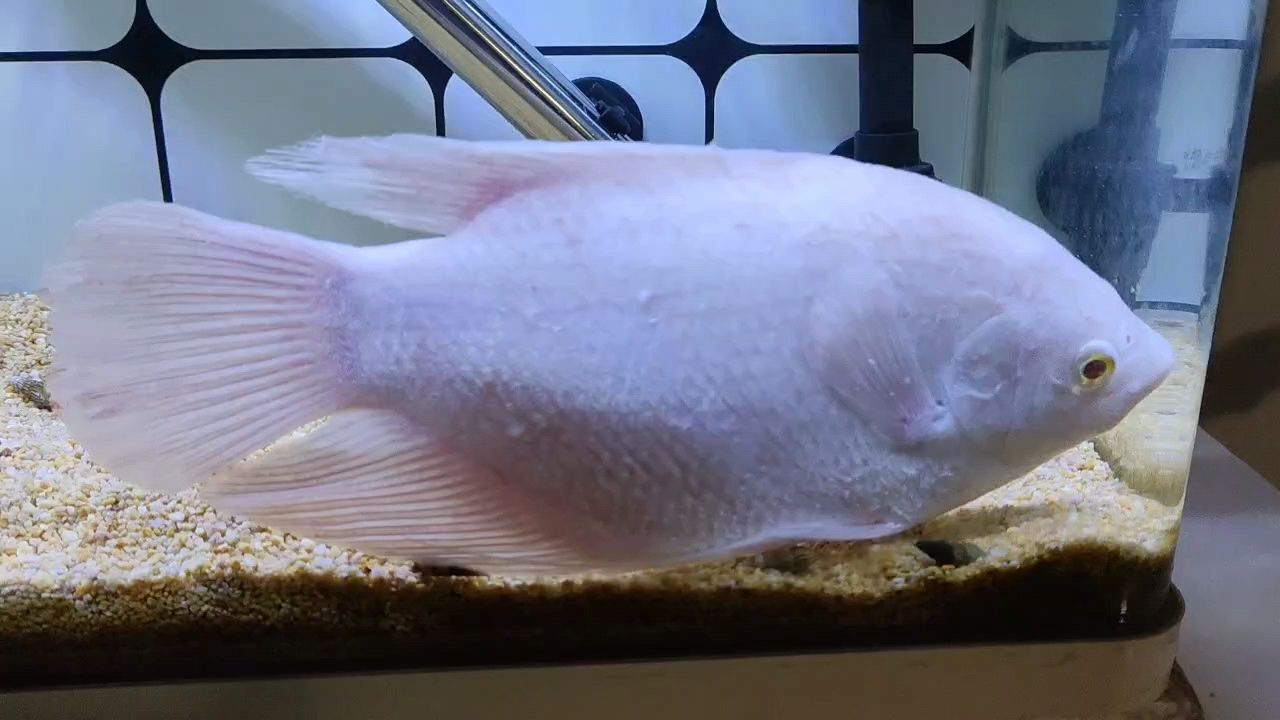 求助招財(cái)魚(yú)生病