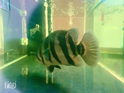 30公分虎魚需要多久：30公分虎魚需要多久成長30公分虎魚需要多久