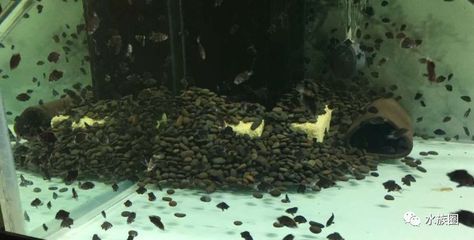 30公分虎魚需要多久：30公分虎魚需要多久成長30公分虎魚需要多久