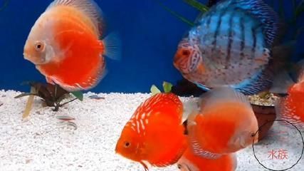 30公分虎魚需要多久：30公分虎魚需要多久成長30公分虎魚需要多久