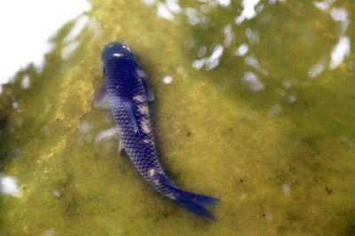 草魚觀賞魚是產卵還是產小魚（草魚和觀賞魚的繁殖方式）