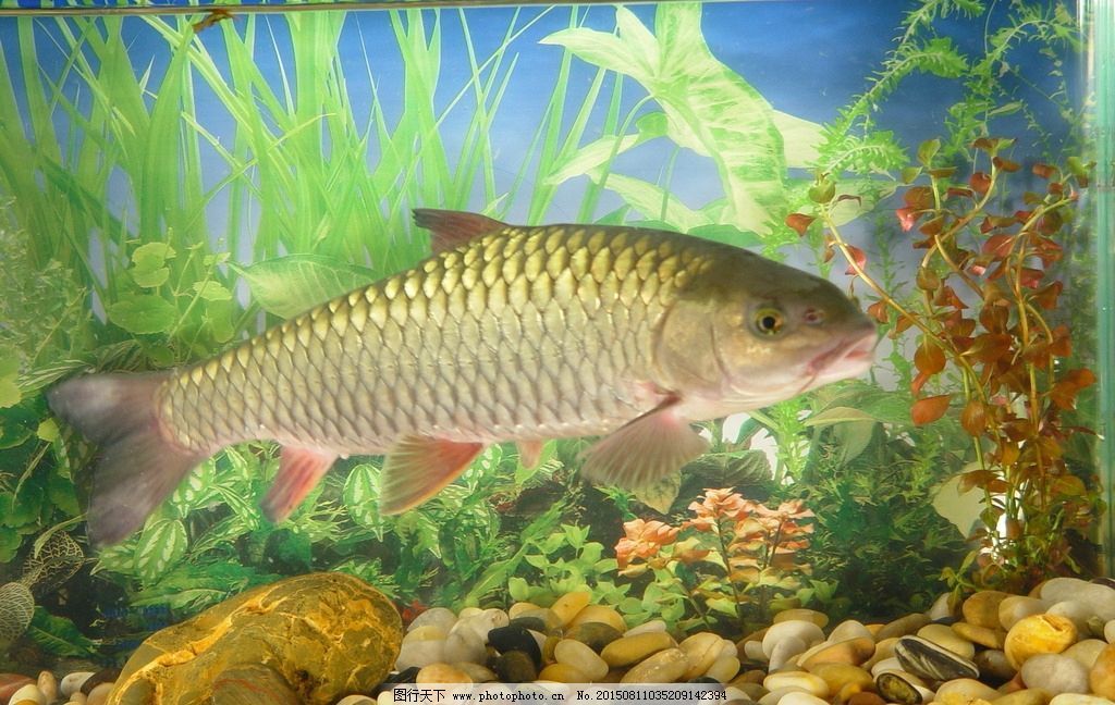 草魚觀賞魚是產(chǎn)卵還是產(chǎn)小魚（草魚和觀賞魚的繁殖方式） 草魚觀賞魚是產(chǎn)卵還是產(chǎn)小魚（草魚和觀賞魚的繁殖方式） 速倍妥 第4張