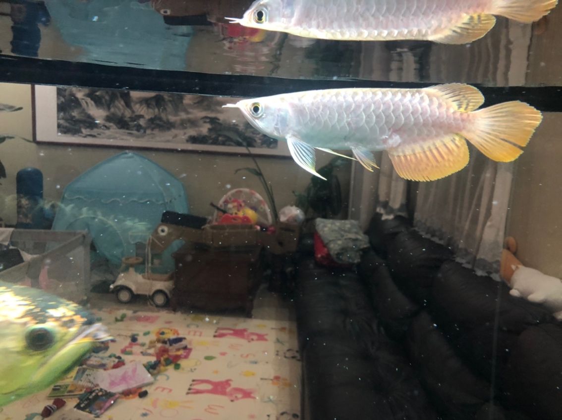 大神們幫忙看下會紅嗎？ 大神們幫忙看下會紅嗎？ 龍魚論壇 第3張