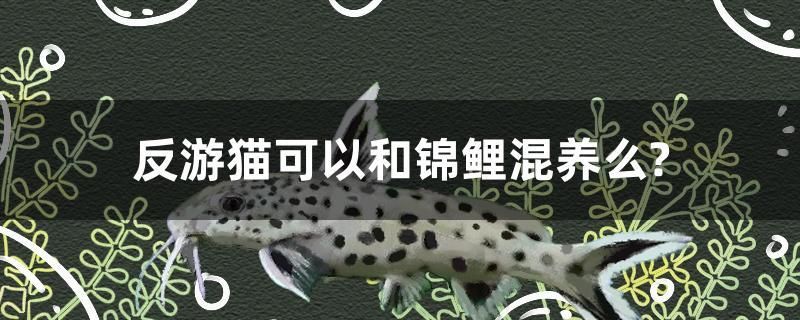反游貓可以和錦鯉混養(yǎng)么？