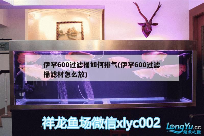 伊罕600過濾桶如何排氣(伊罕600過濾桶濾材怎么放) 伊罕600過濾桶如何排氣(伊罕600過濾桶濾材怎么放) 伊罕水族 第2張