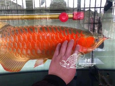 馬印2700k烤色燈：馬印2700k烤色燈怎么樣 馬印2700k烤色燈：馬印2700k烤色燈怎么樣 馬印水族 第4張