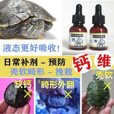 豬鼻龜不長個：豬鼻龜怎么養，豬鼻龜的飼養方法