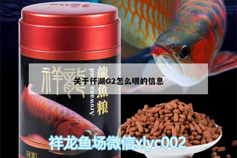 關于仟湖G2怎么喂的信息
