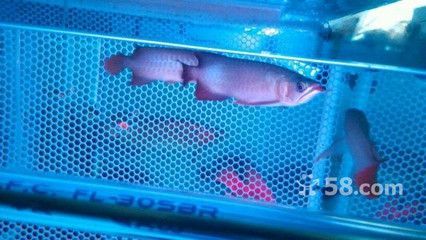 孟吉爾芯片查詢：如何查詢孟吉爾紅龍魚的芯片信息 孟吉爾芯片查詢：如何查詢孟吉爾紅龍魚的芯片信息 廣州孟吉爾 第2張