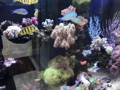 開一家水族館賺錢嗎現在：開一個水族館需要多少費用