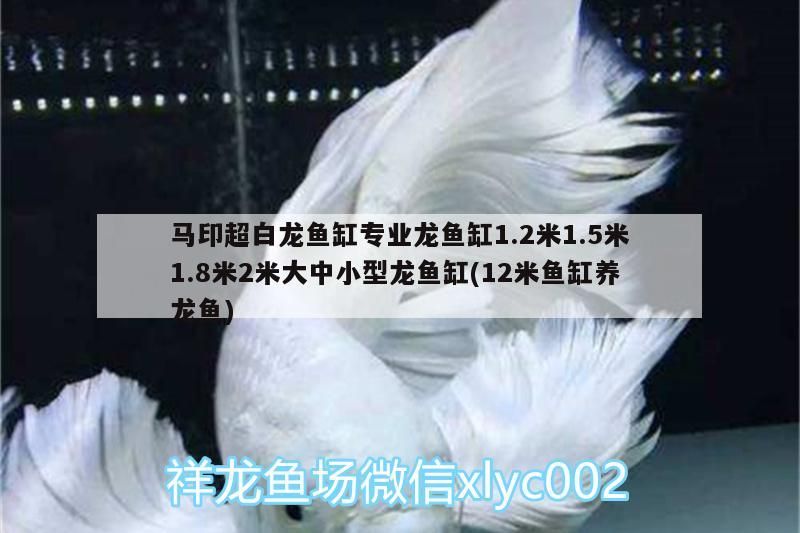 馬印超白龍魚缸專業龍魚缸1.2米1.5米1.8米2米大中小型龍魚缸(12米魚缸養龍魚) 馬印超白龍魚缸專業龍魚缸1.2米1.5米1.8米2米大中小型龍魚缸(12米魚缸養龍魚) 馬印水族