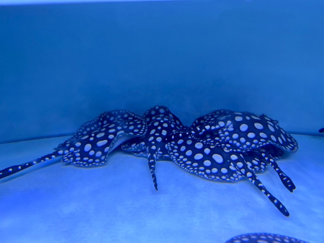 母魚