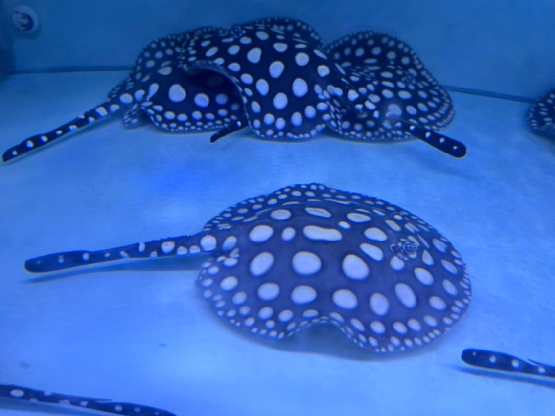 母魚