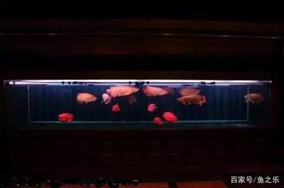 紅龍魚缸背景顏色：紅龍魚缸燈光選擇指南