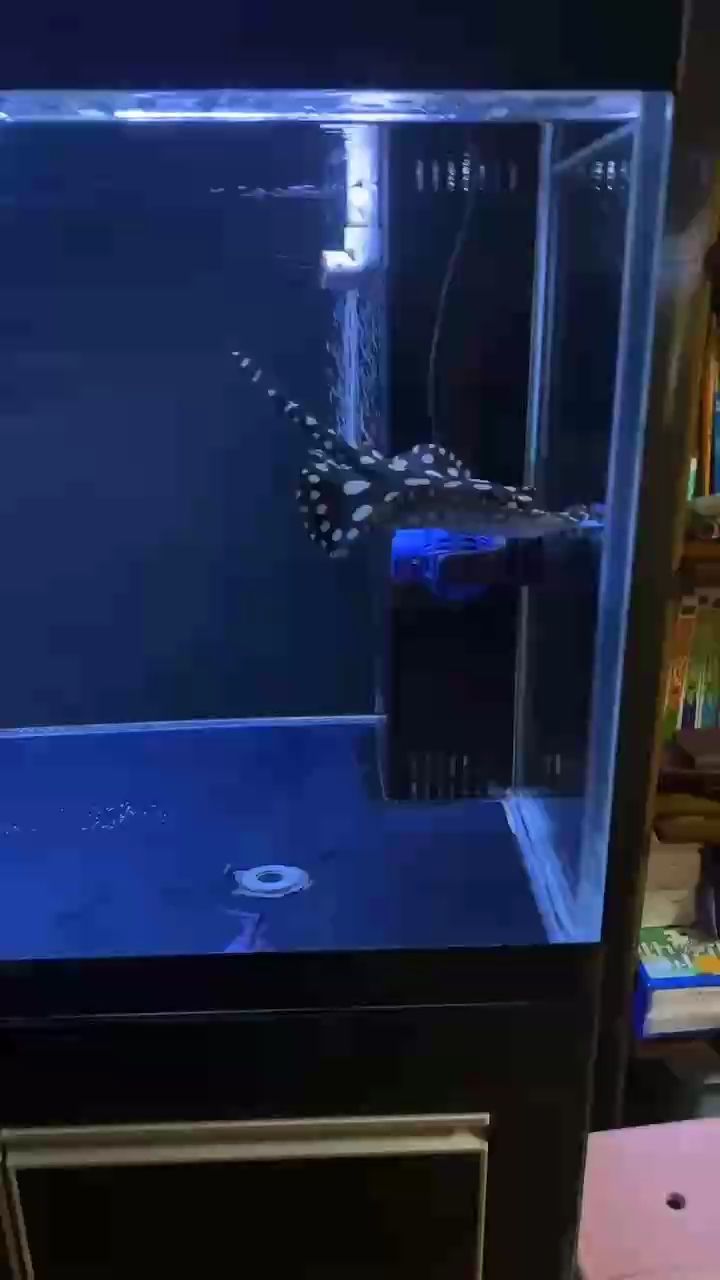 皇飛魟 皇飛魟 龍魚論壇