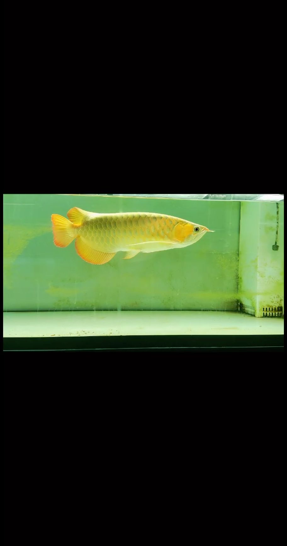 大湖紅龍，全品，看上聯系我