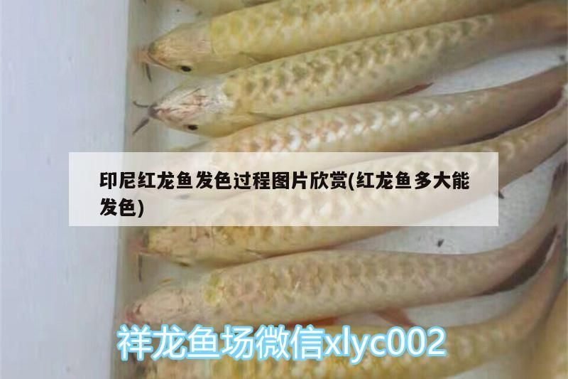 魚缸用增氧泵價格是多少:魚缸增氧機-xtrac增氧機-xtrac增氧機 印尼紅龍魚發色過程圖片欣賞(紅龍魚多大能發色) 紅龍魚百科 印尼紅龍魚發色過程圖片欣賞(紅龍魚多大能發色) 印尼紅龍魚發色過程圖片欣賞(紅龍魚多大能發色) 紅龍魚百科