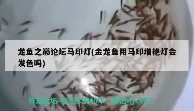 龍魚之巔論壇馬印燈(金龍魚用馬印增艷燈會發色嗎)