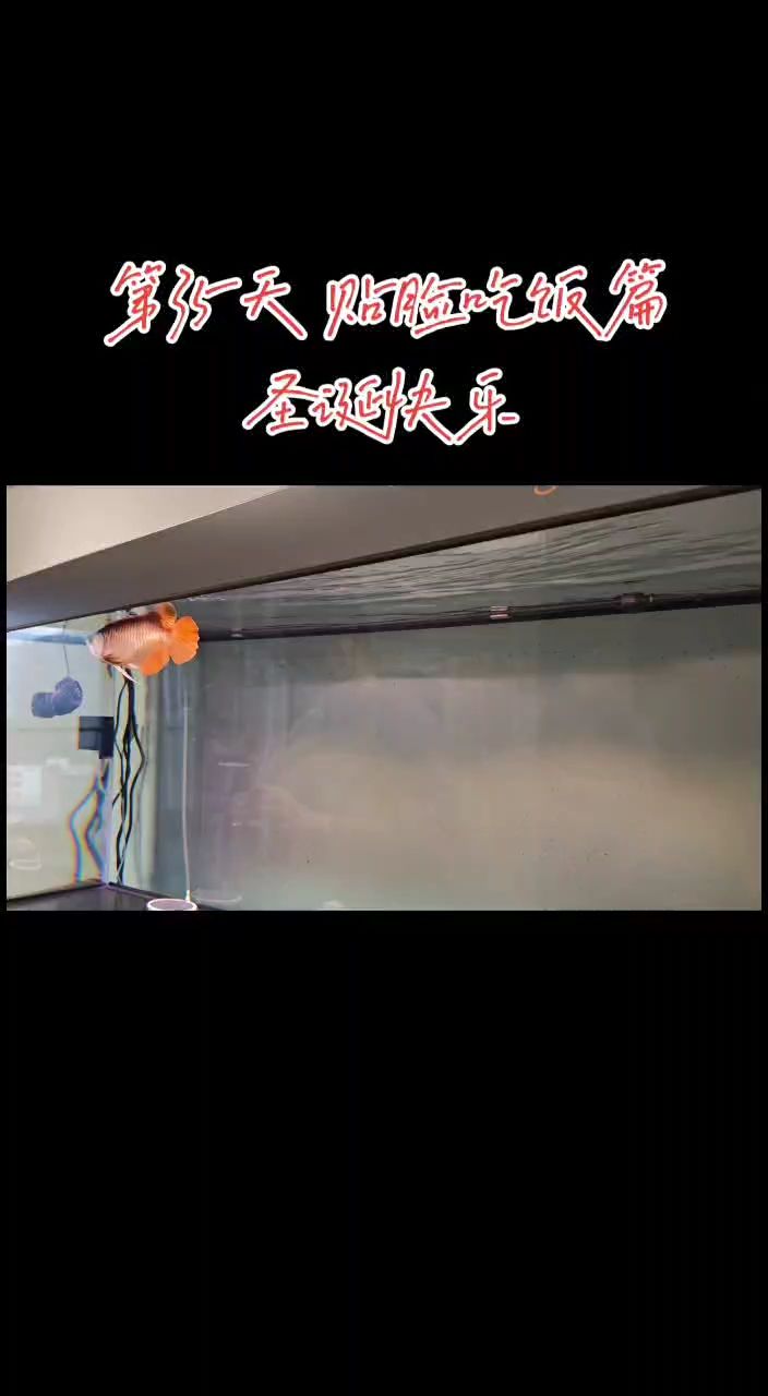 魚缸過濾器選購指南:自制魚缸過濾器魚缸上置過濾器對于養(yǎng)魚愛好者的必備知識 聖誕快樂 龍魚論壇 聖誕快樂 聖誕快樂 龍魚論壇