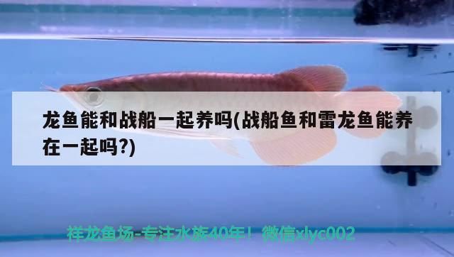 龍魚能和戰船一起養嗎(戰船魚和雷龍魚能養在一起嗎?)