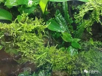 觀賞魚池怎么除青苔（觀賞魚池中的青苔會影響水質和觀賞效果因此需要定期清理） 觀賞魚池怎么除青苔（觀賞魚池中的青苔會影響水質和觀賞效果因此需要定期清理） 仟湖 第2張