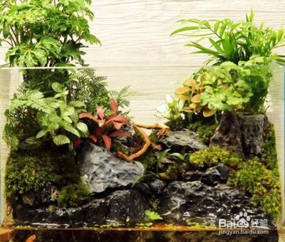 觀賞魚池怎么除青苔（觀賞魚池中的青苔會影響水質和觀賞效果因此需要定期清理） 觀賞魚池怎么除青苔（觀賞魚池中的青苔會影響水質和觀賞效果因此需要定期清理） 仟湖 第3張