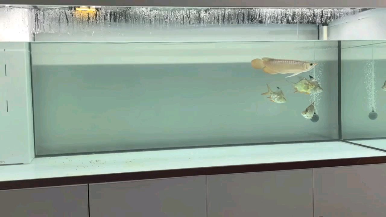 魚缸用增氧泵價格是多少:魚缸增氧機-xtrac增氧機-xtrac增氧機 狀態穩定 龍魚論壇 狀態穩定 狀態穩定 龍魚論壇