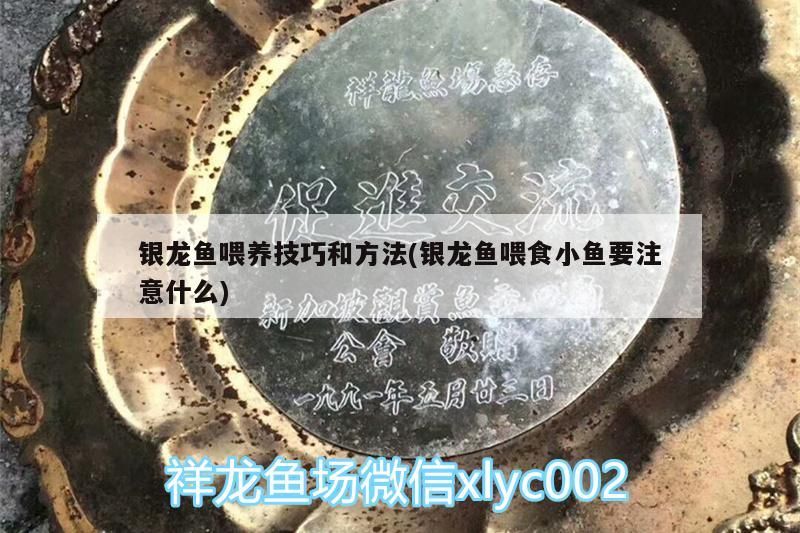 銀龍魚喂養技巧和方法(銀龍魚喂食小魚要注意什么)