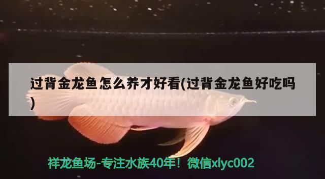 龍魚上門回收2021，熱帶魚回收價(jià)一般多少？，龍魚上門回收2021