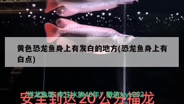 龍魚上門回收2021，熱帶魚回收價(jià)一般多少？，龍魚上門回收2021