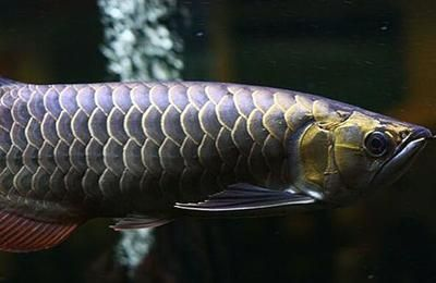ph值8·3可以養(yǎng)魟魚嗎：[需手動填充]魚ph值8.3可以養(yǎng)魟魚嗎