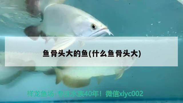 魚骨頭大的魚(什么魚骨頭大)