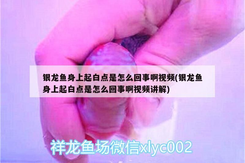 銀龍魚身上起白點是怎么回事啊視頻(銀龍魚身上起白點是怎么回事啊視頻講解) 銀龍魚身上起白點是怎么回事啊視頻(銀龍魚身上起白點是怎么回事啊視頻講解) 銀龍魚百科