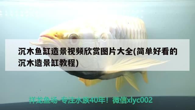 鸚鵡魚和銀龍魚混養怎樣喂食 沉木魚缸造景視頻欣賞圖片大全(簡單好看的沉木造景缸教程) 元寶鳳凰魚百科 沉木魚缸造景視頻欣賞圖片大全(簡單好看的沉木造景缸教程) 沉木魚缸造景視頻欣賞圖片大全(簡單好看的沉木造景缸教程) 元寶鳳凰魚百科