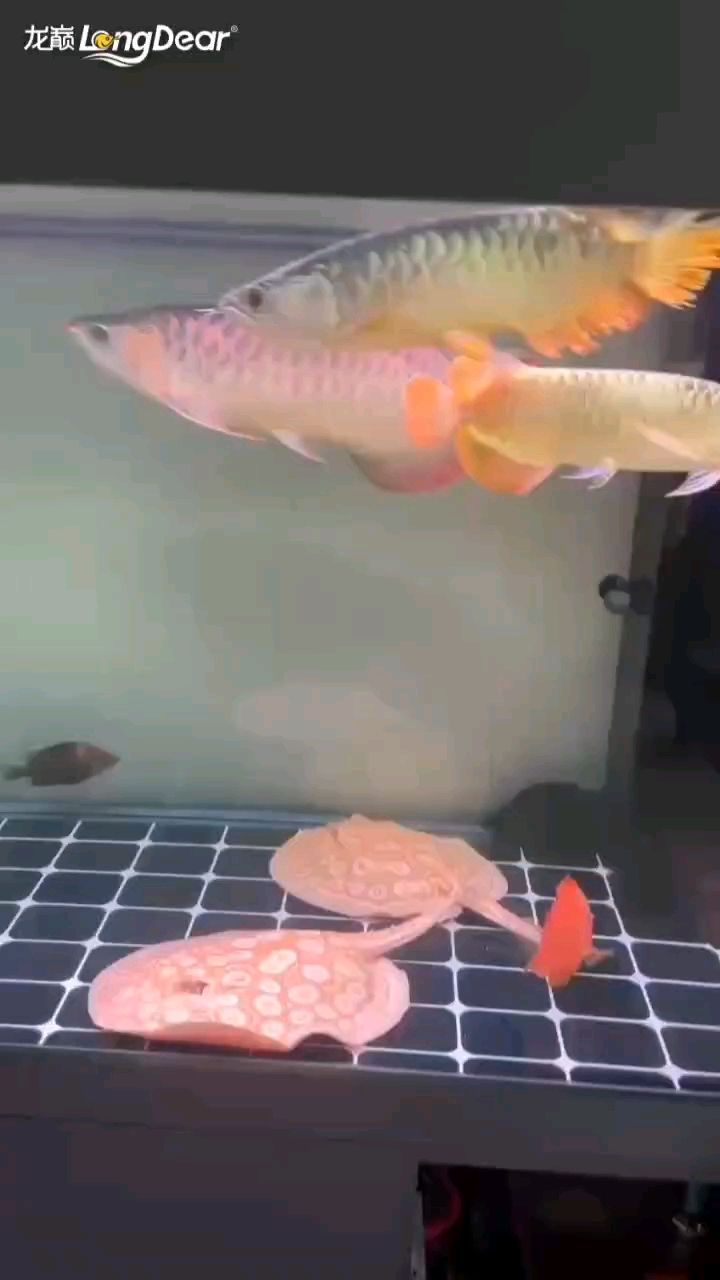 轉發630