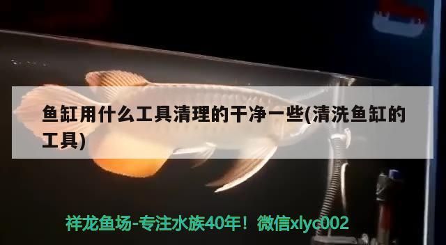 印度尼西亞紅龍魚價格 魚缸用什么工具清理的干凈一些(清洗魚缸的工具) 元寶鳳凰魚百科 魚缸用什么工具清理的干凈一些(清洗魚缸的工具) 魚缸用什么工具清理的干凈一些(清洗魚缸的工具) 元寶鳳凰魚百科