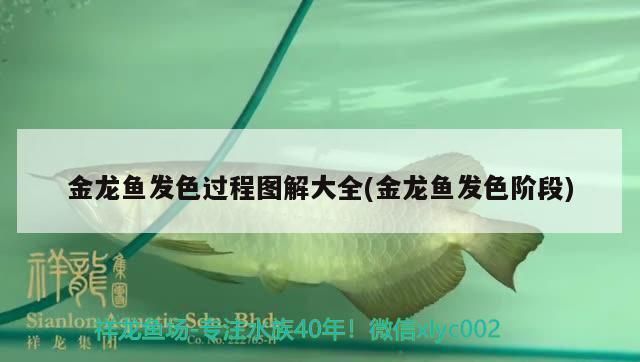 過背金龍魚發(fā)色階段圖：過背金龍魚發(fā)色過程