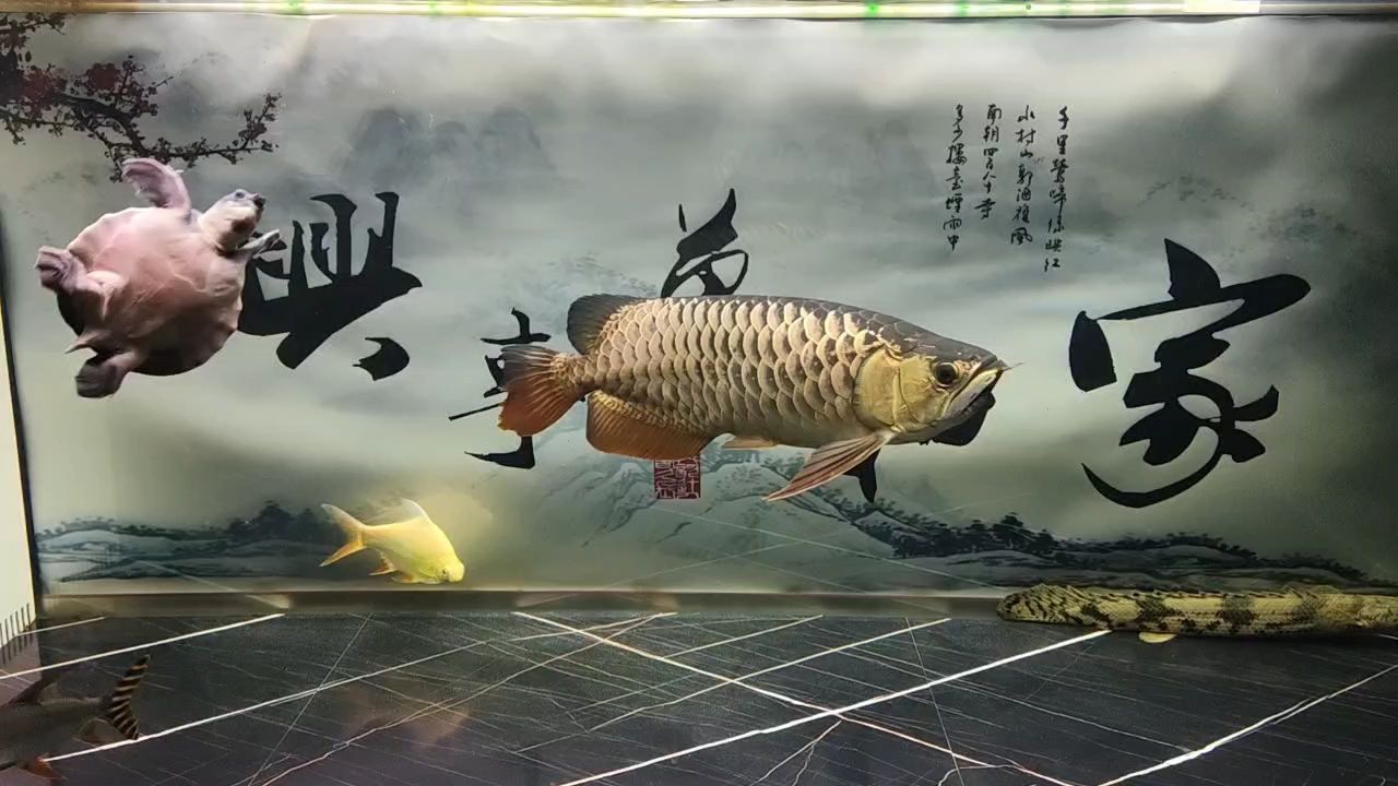 還是不夠金，再過(guò)一年看看。不到2年