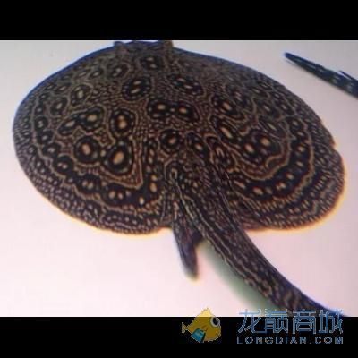 白紋黑帝魟魚一般能長多大？：白紋黑帝魟魚一般能長多大