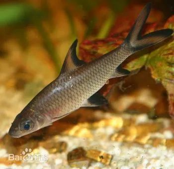 紅蟲喂觀賞魚好嗎（關于紅蟲喂觀賞魚的一些詳細信息）
