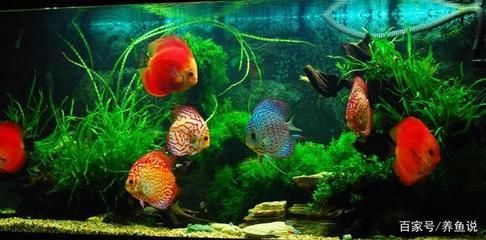 紅蟲喂觀賞魚好嗎（關于紅蟲喂觀賞魚的一些詳細信息）