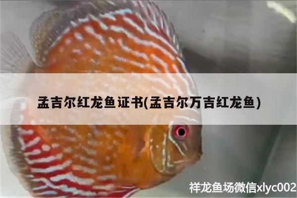 紅龍魚用黃燈烤有用嗎 孟吉爾紅龍魚證書(孟吉爾萬吉紅龍魚) 廣州孟吉爾 孟吉爾紅龍魚證書(孟吉爾萬吉紅龍魚) 孟吉爾紅龍魚證書(孟吉爾萬吉紅龍魚) 廣州孟吉爾