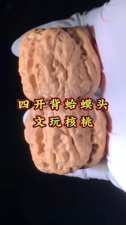 四開背蛤蟆頭 四開背蛤蟆頭 龍魚論壇