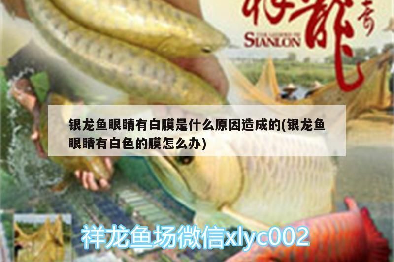 銀龍魚眼睛有白膜是什么原因造成的(銀龍魚眼睛有白色的膜怎么辦)