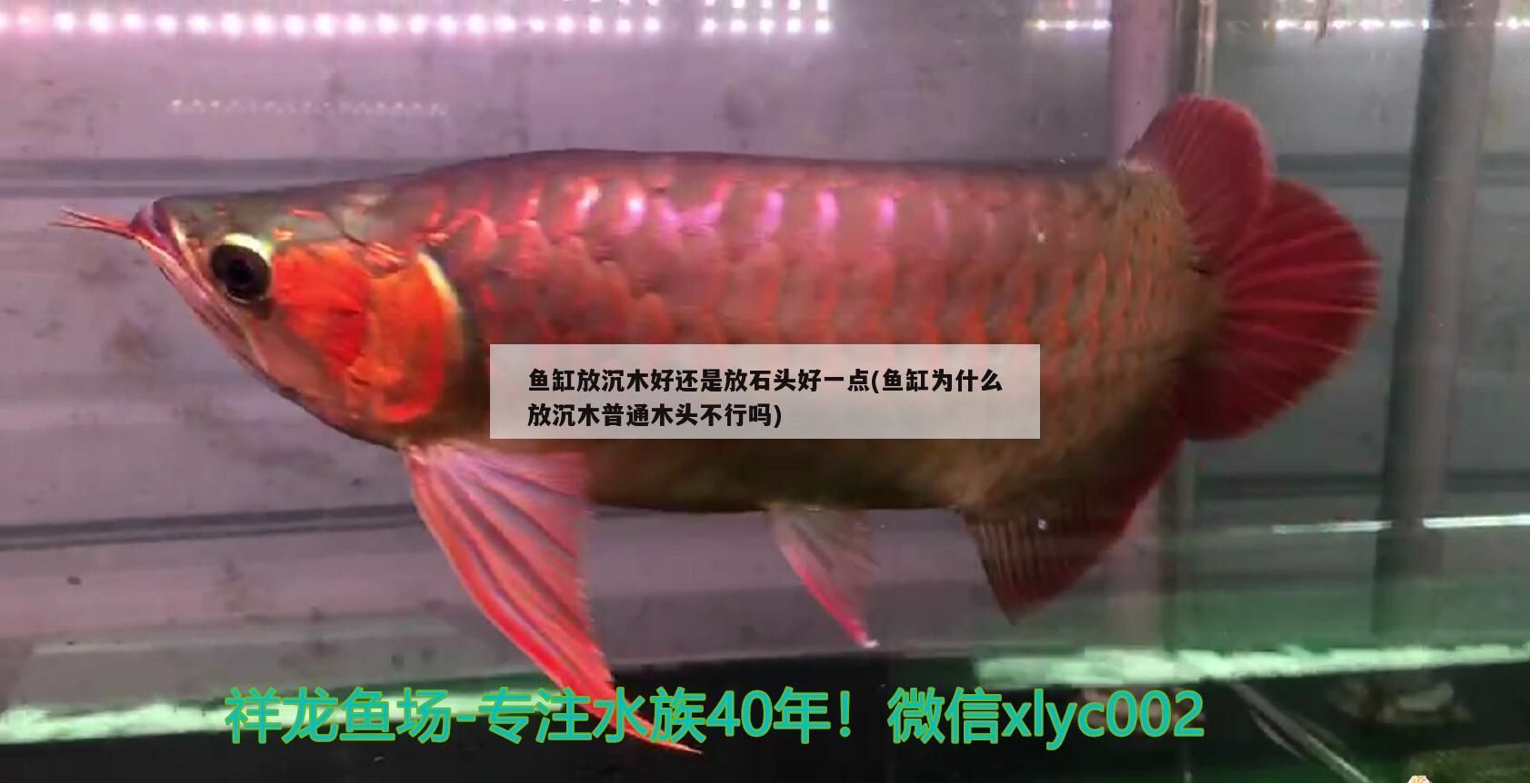 魚缸放沉木好還是放石頭好一點(魚缸為什么放沉木普通木頭不行嗎)