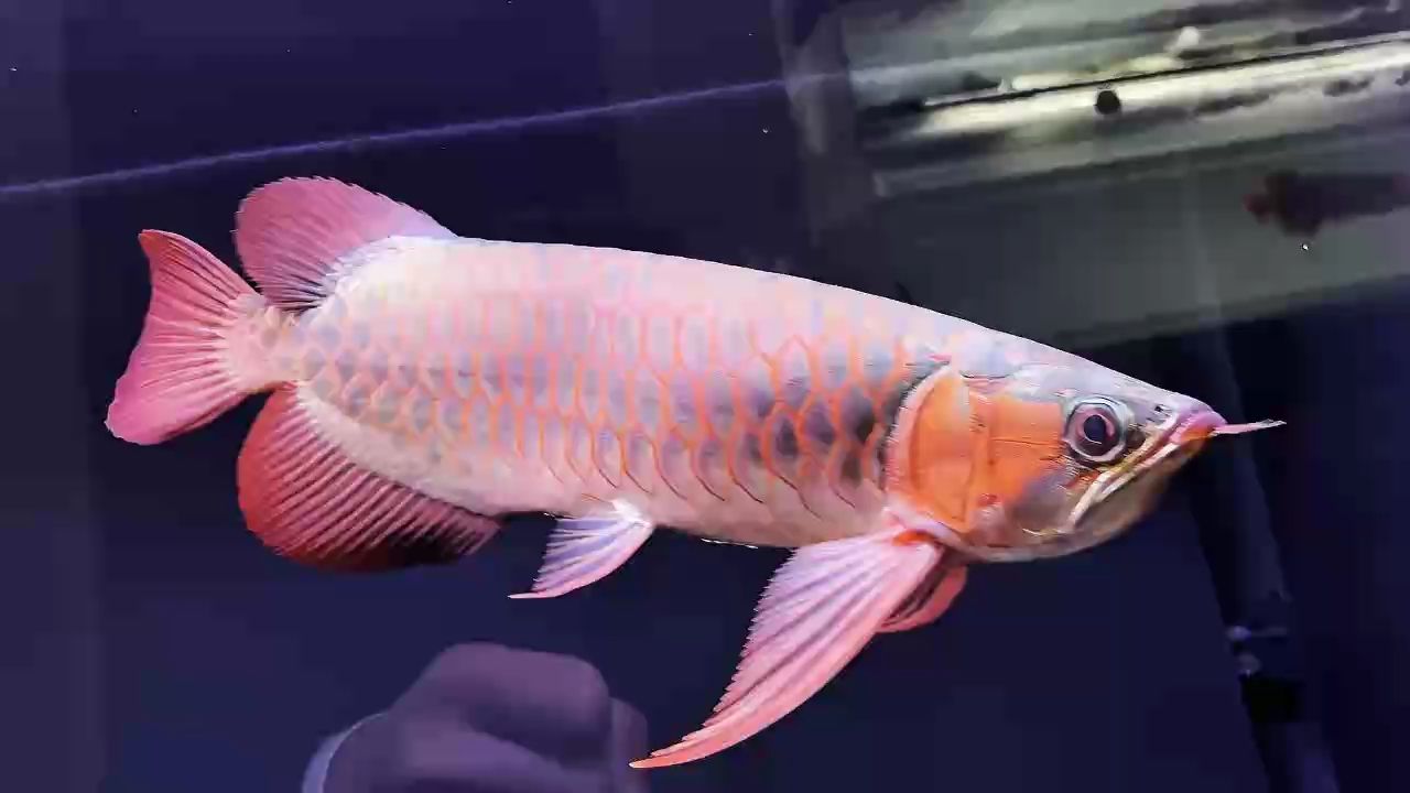 健康龍魚的體色應該是什么樣子，——健康龍魚的體色變化