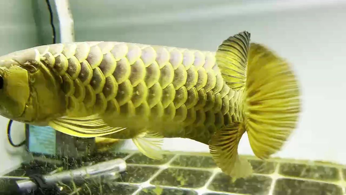 這金質夠不夠霸氣？？
