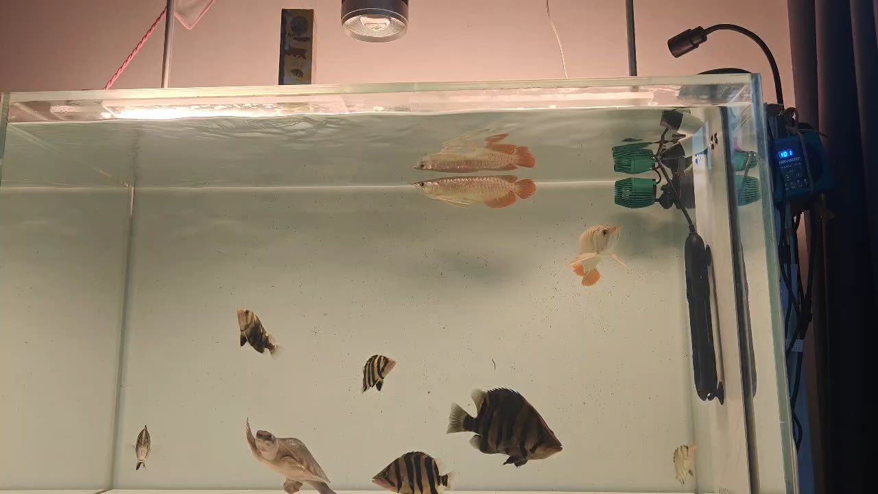 龍魚打斗感染炸鱗，鱗片發(fā)黑多久能變好
