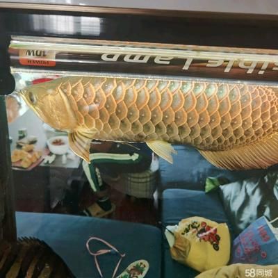 古典過背金龍魚值錢嗎圖片高清大圖：古典過背金龍魚值多少錢