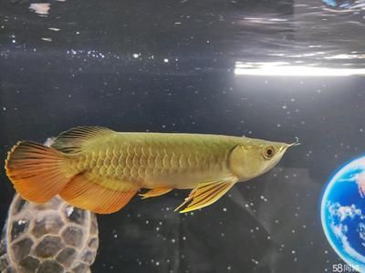 古典過背金龍魚值錢嗎圖片高清大圖：古典過背金龍魚值多少錢